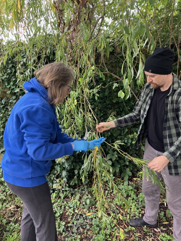 Gathering willow for botanical ink making