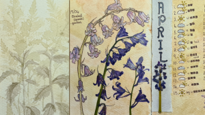 A finished nature journal page showing painted and pressed bluebells