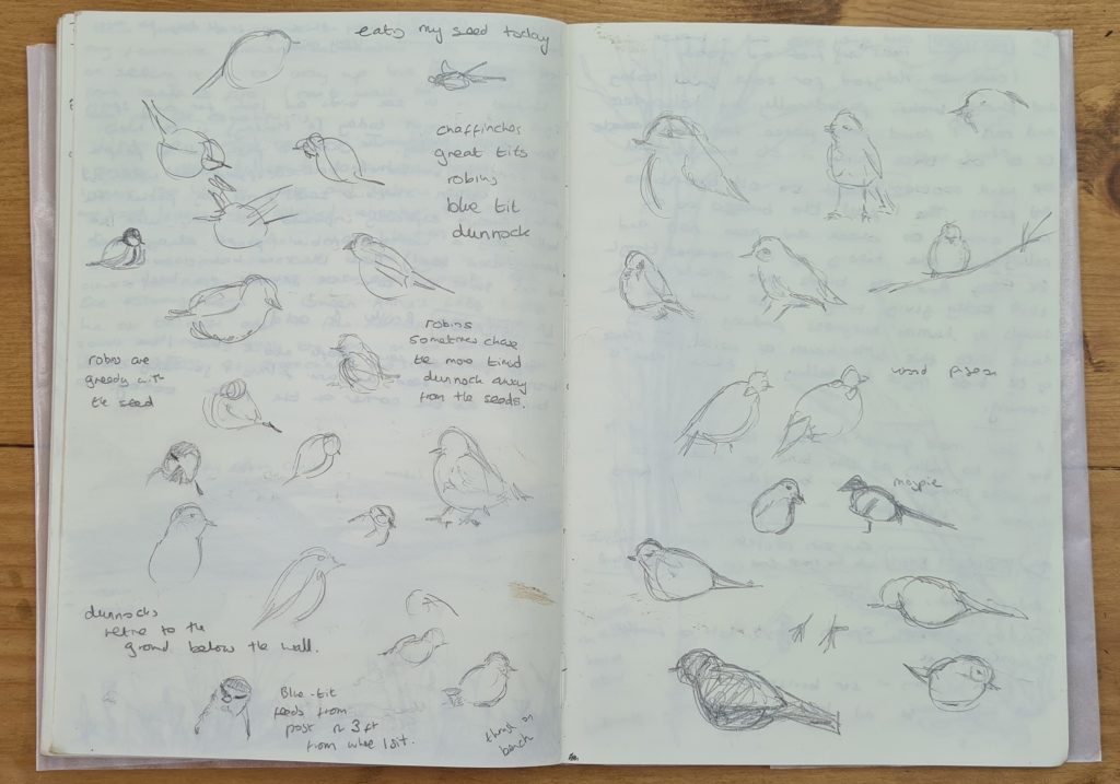 A nature journal page by Alex Boon showing rough outdoor bird sketches