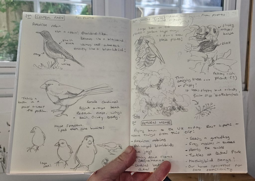 Bird sketching in the journal