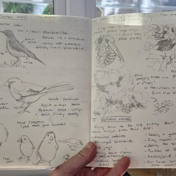 Bird sketching in the journal