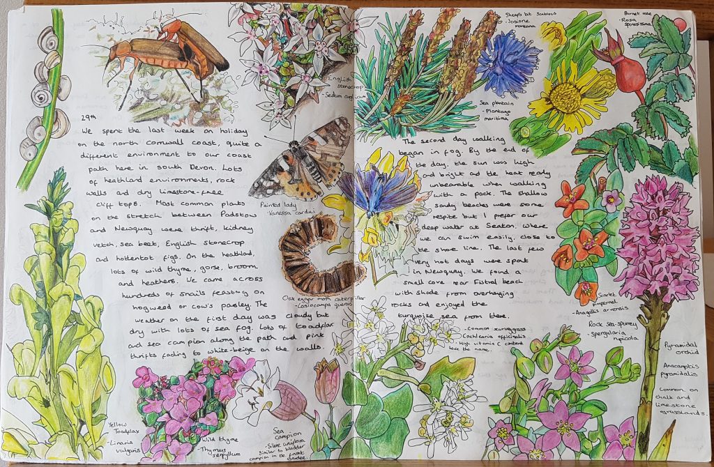 A nature journal page by Alex Boon showing a range of plants and insects