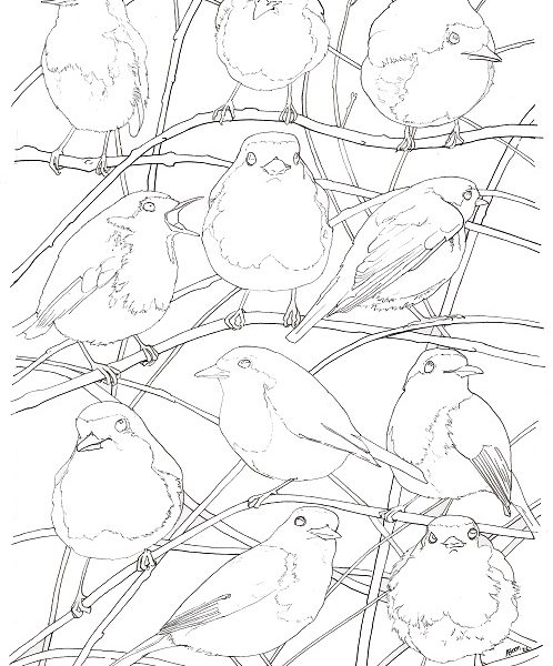 Colouring page with robin design
